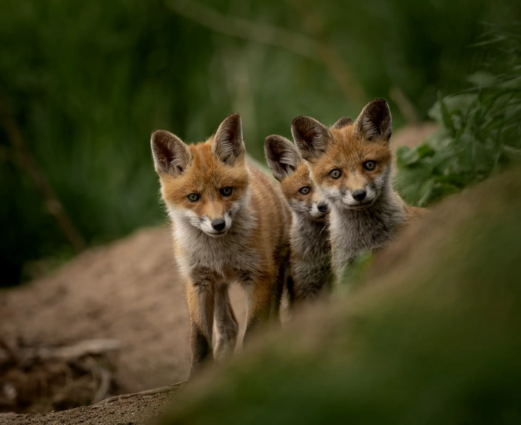 renard1expotiff