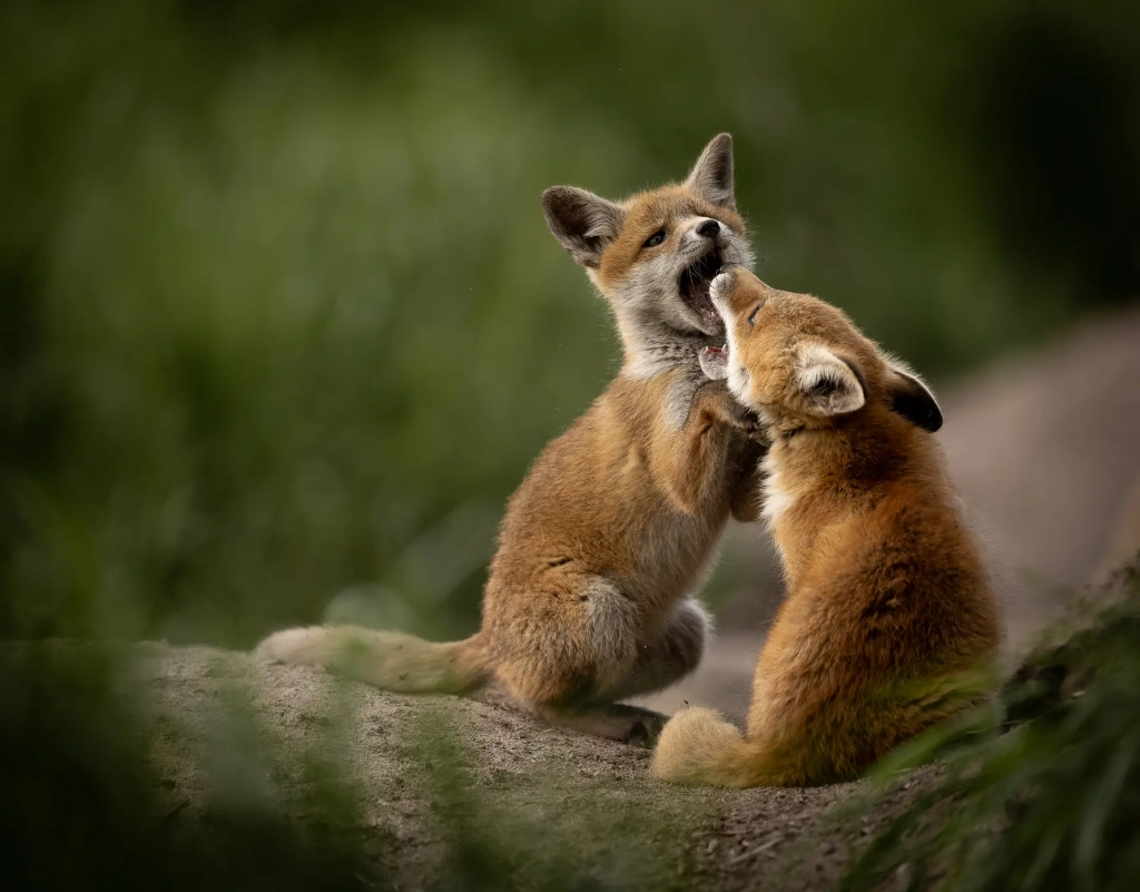 renard5expotiff