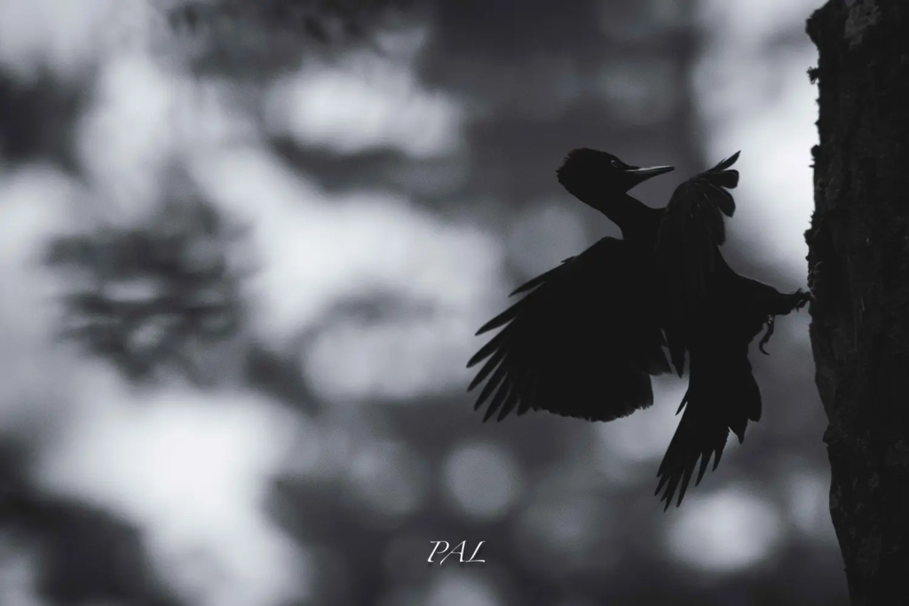 nbpicnoiratterissage